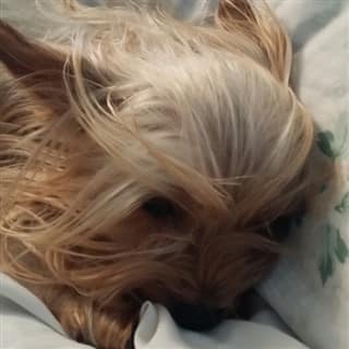 adopted-yorkie-dog-5-years-old